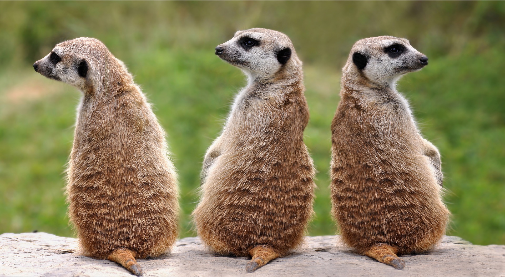 a group of meerkats sitting on a log