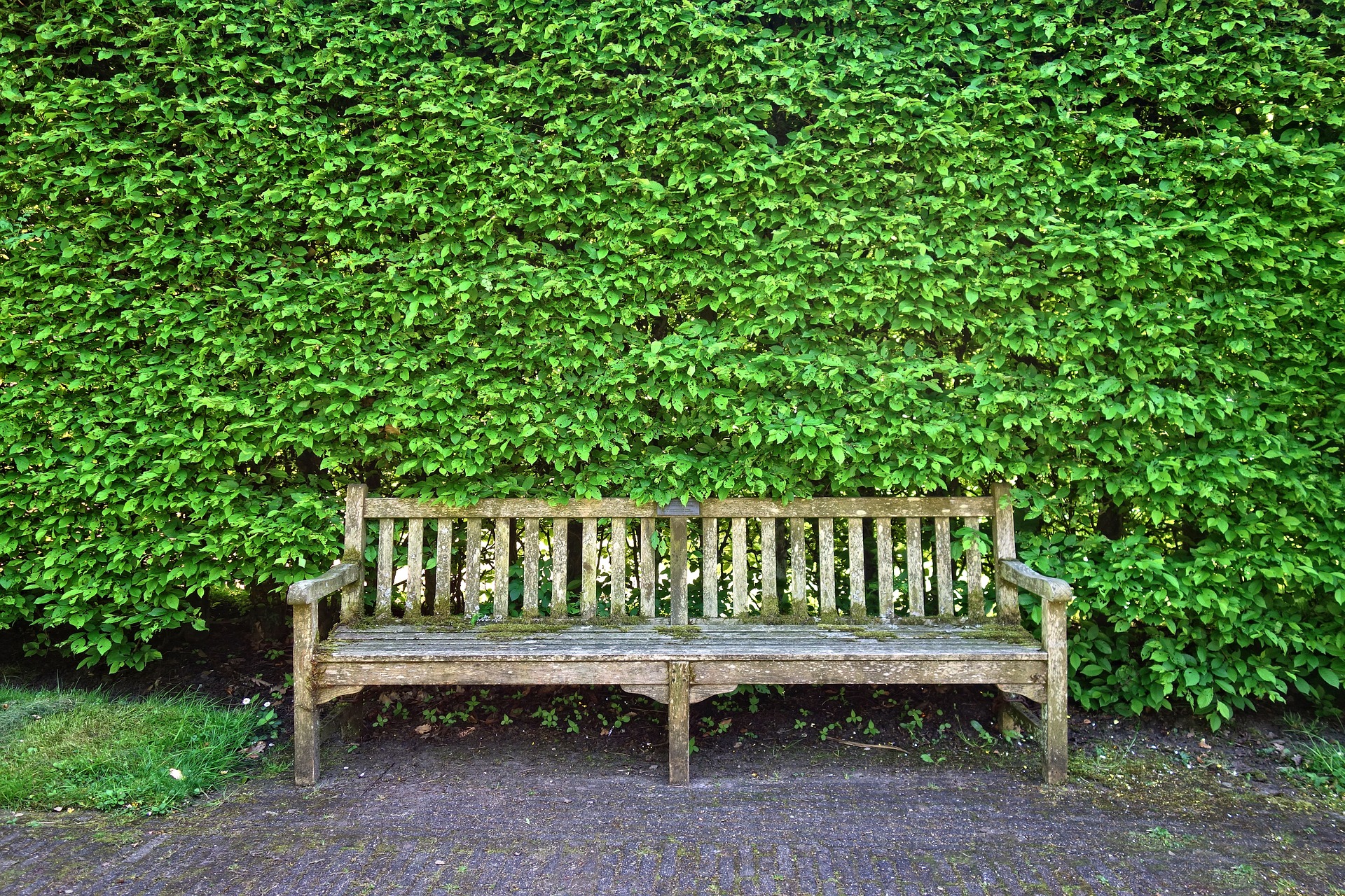 a wooden bench sits in front of a bush