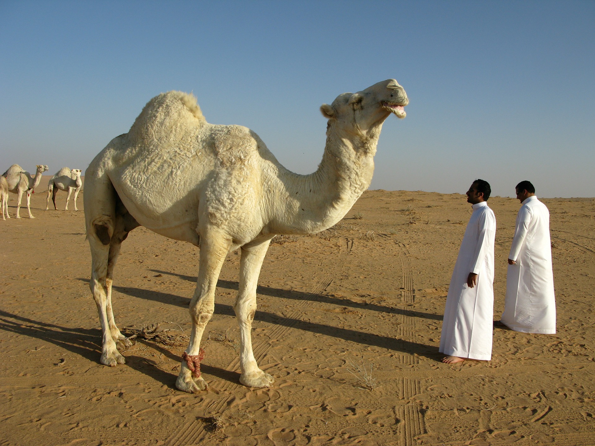 a camel standing in a desert