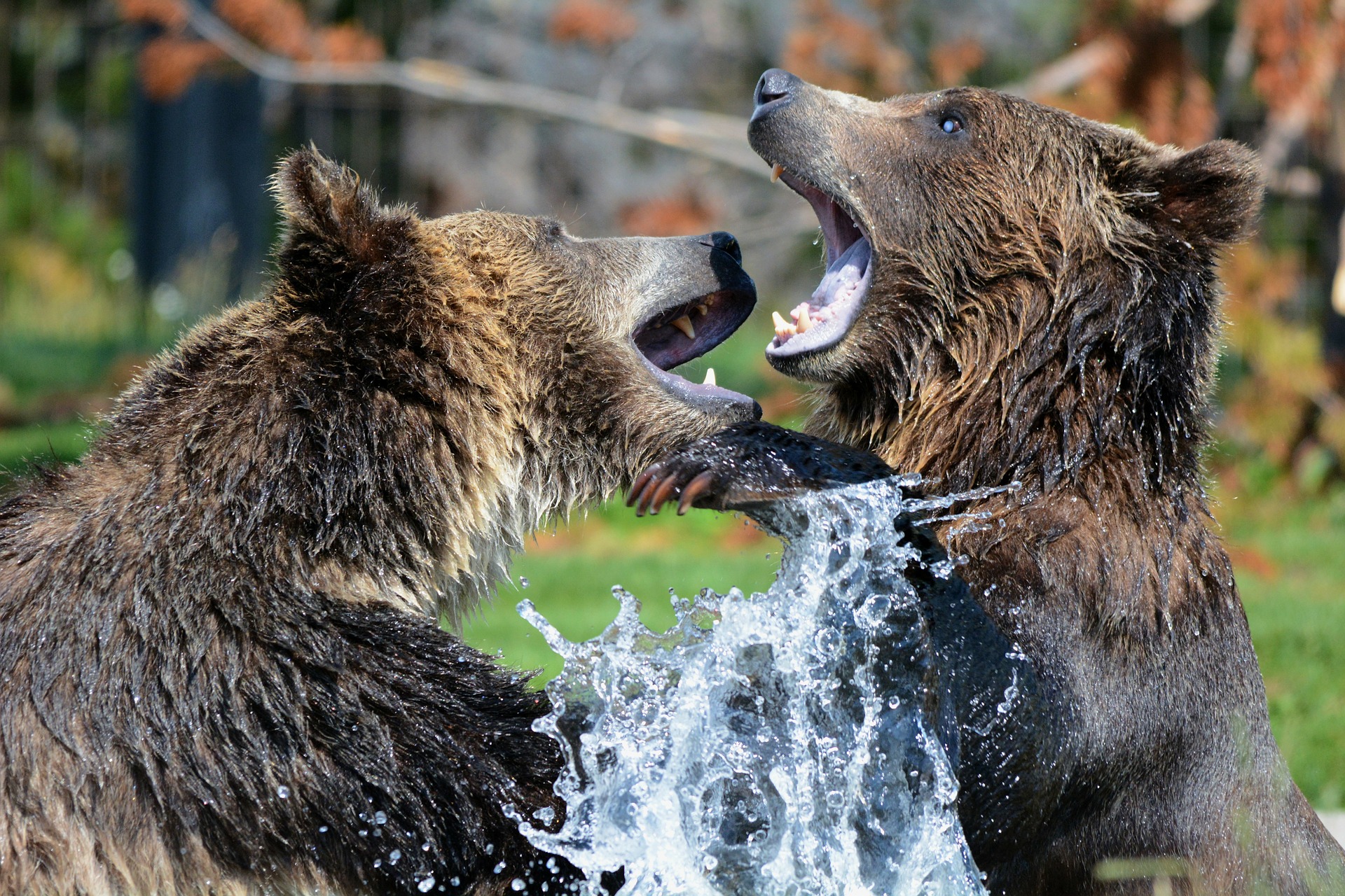two bears playing with each other