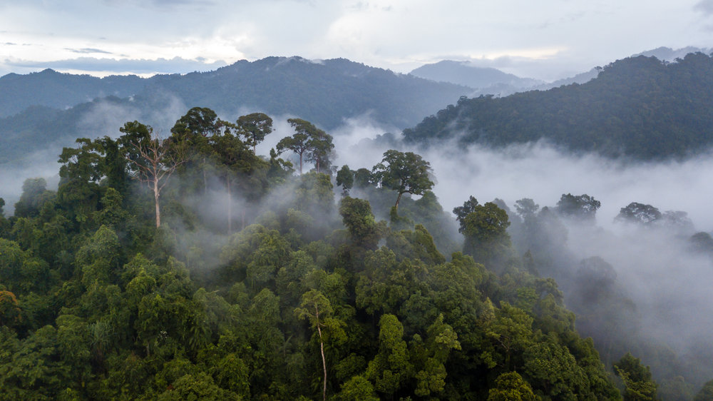 Rain forest Amazon biodiversity