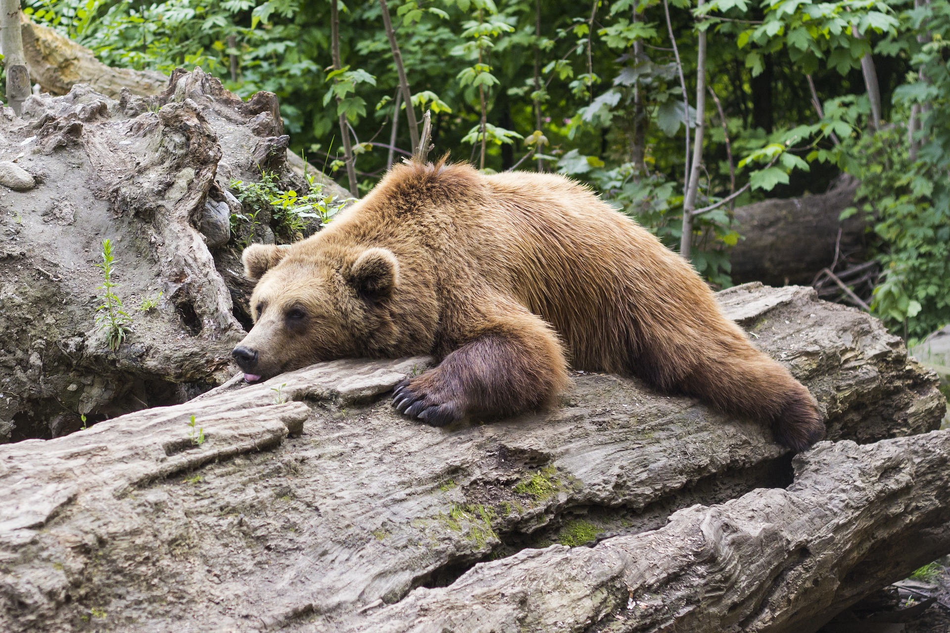 a bear laying on a rock