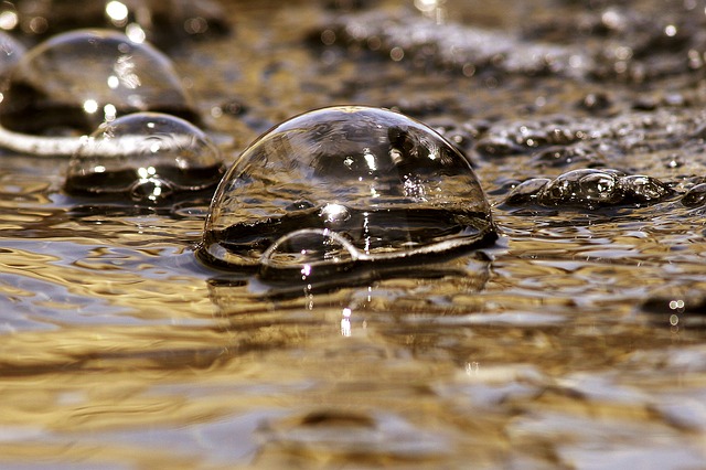 a group of turtles in water