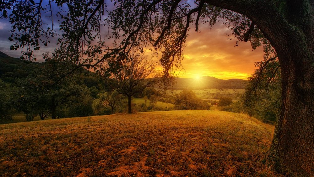 a landscape with trees and grass