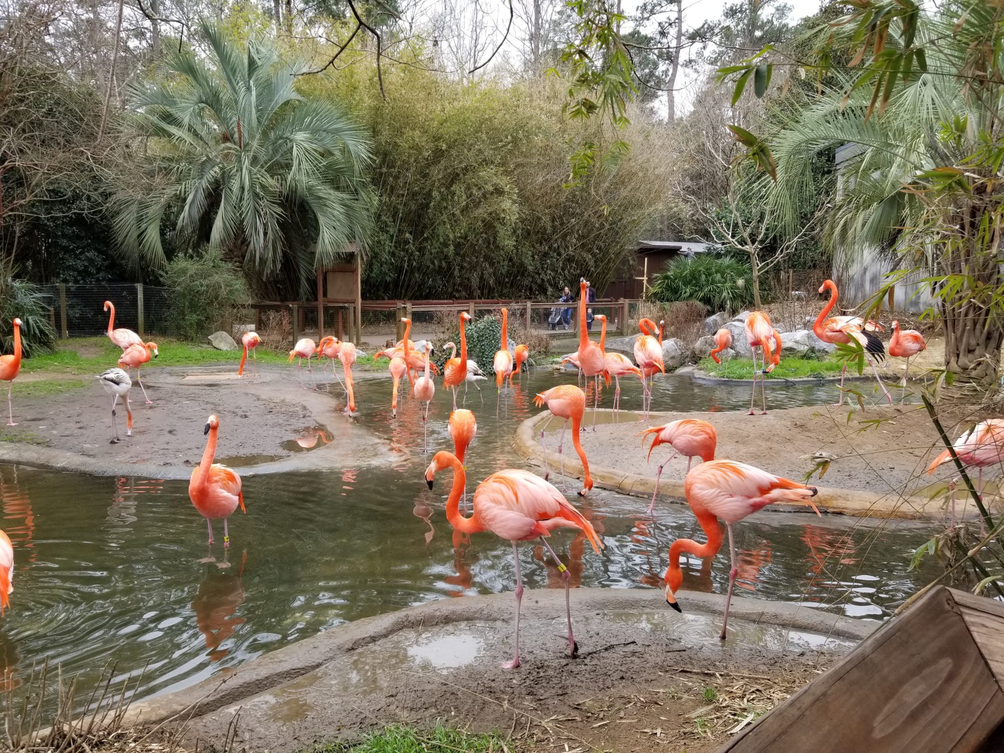 a group of flamingos in a pond