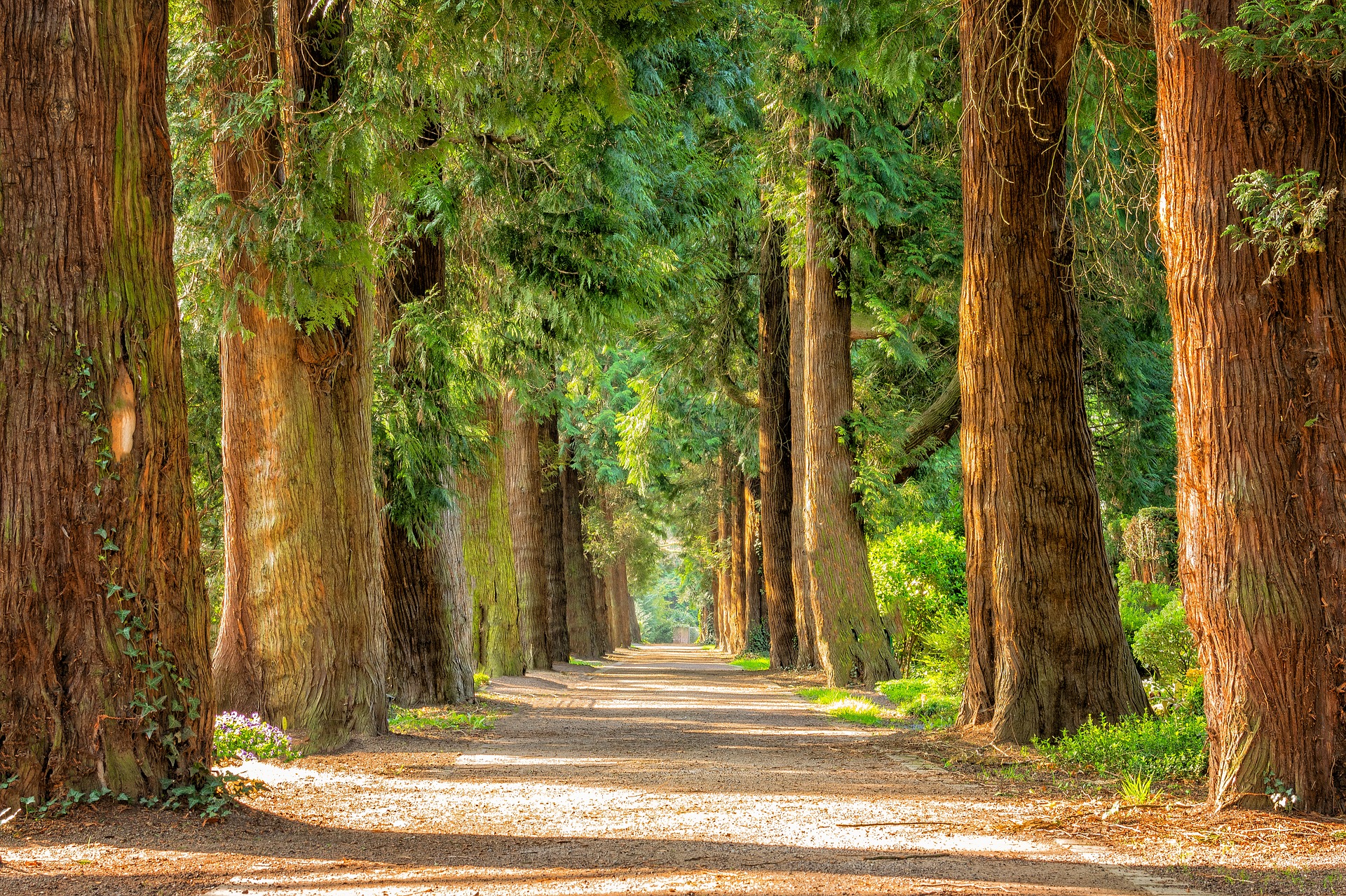 a path through a forest