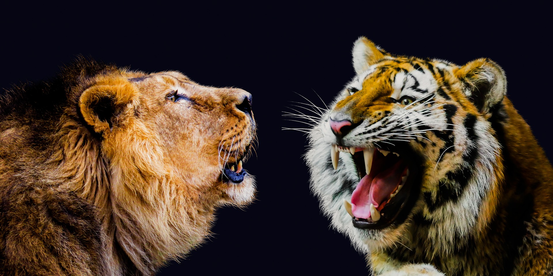 a lion roaring with a tiger