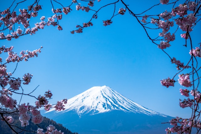 a snowy mountain with flowers with Mount Fuji in the background