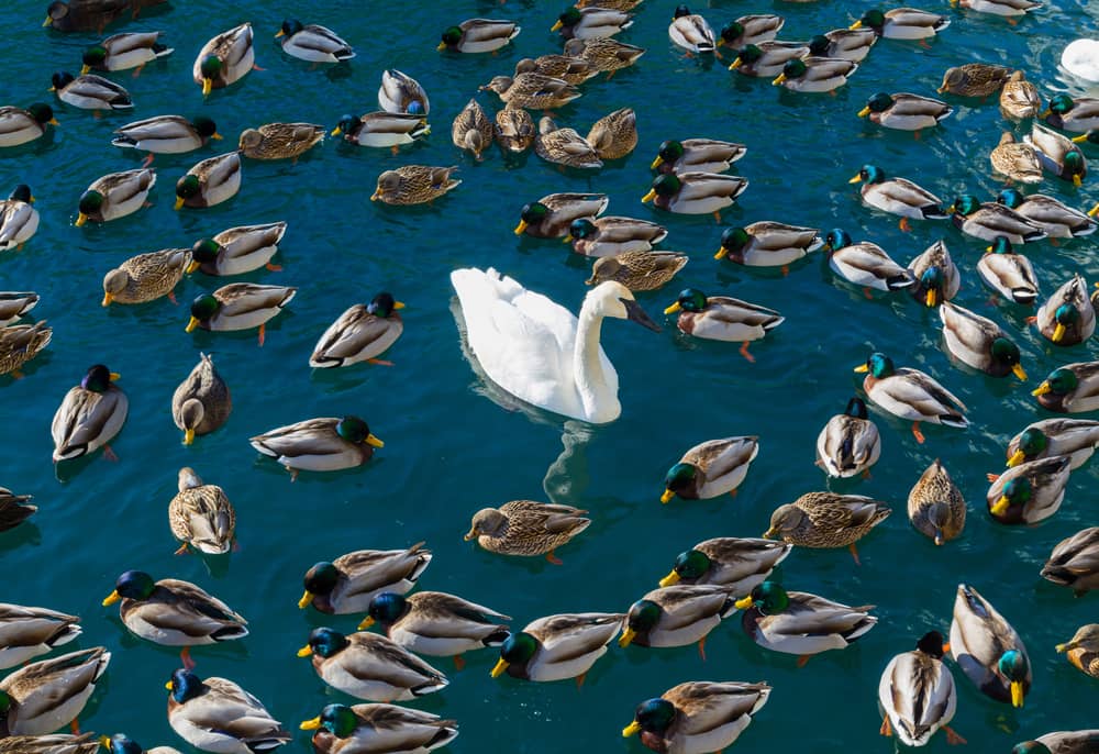 a group of ducks swimming in water