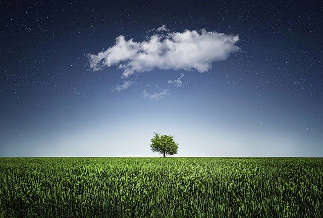 a tree in a field