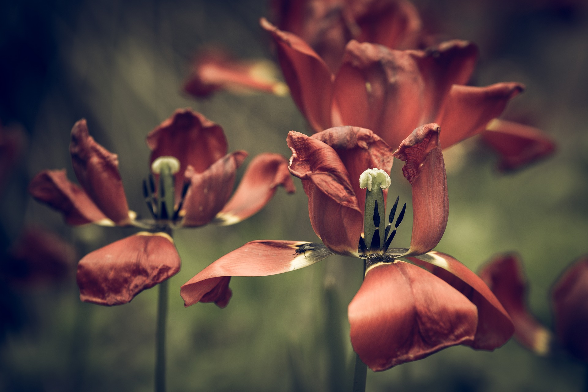 a close up of a flower