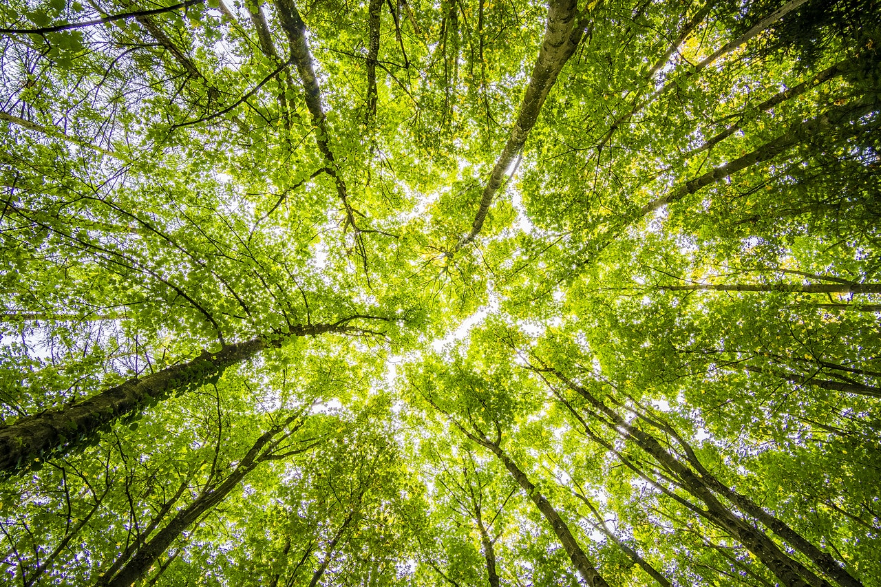 a group of trees