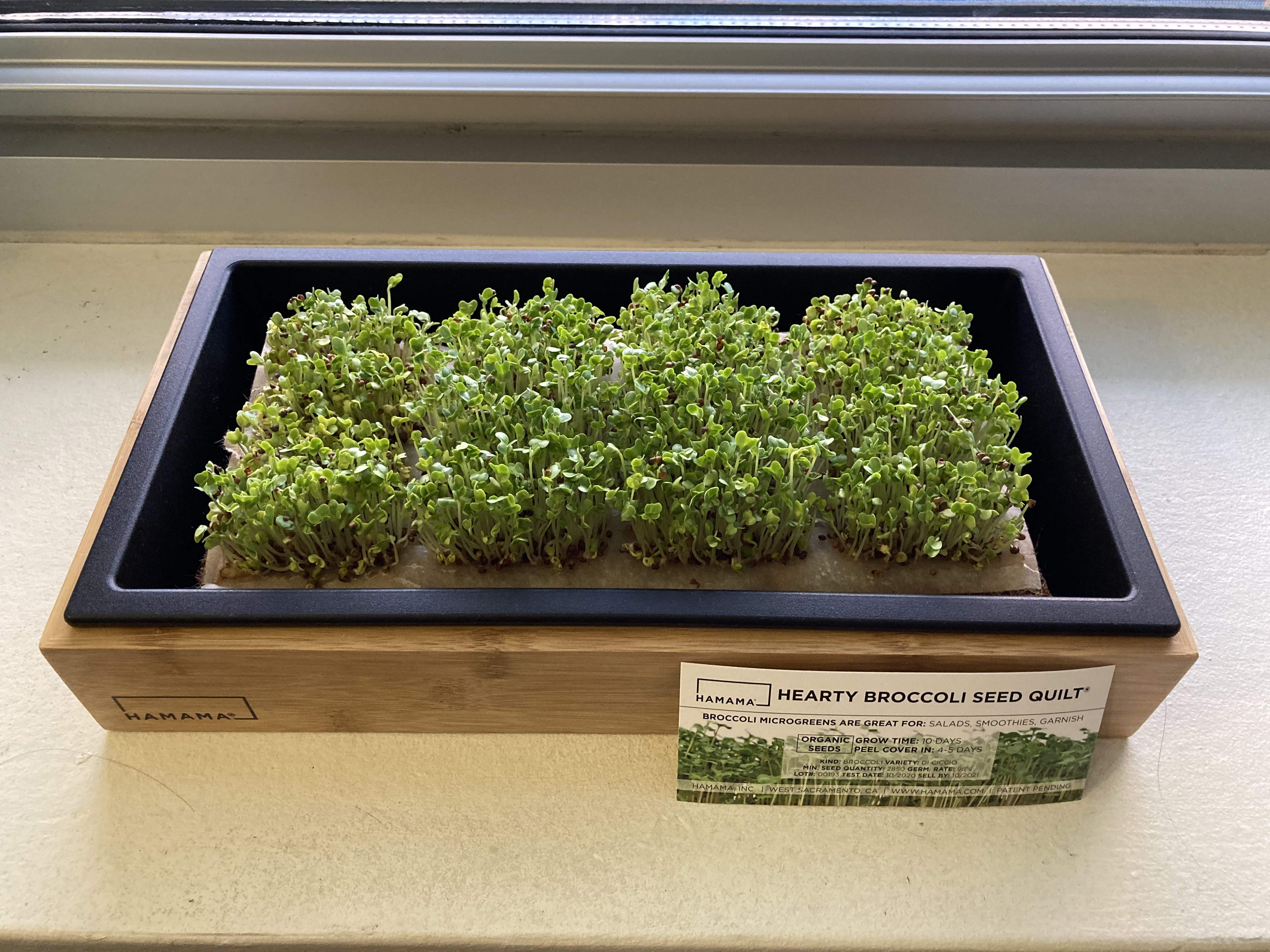 Photo of Hamama Microgreens Grow Kit with Hearty Broccoli Seed Quilt growing