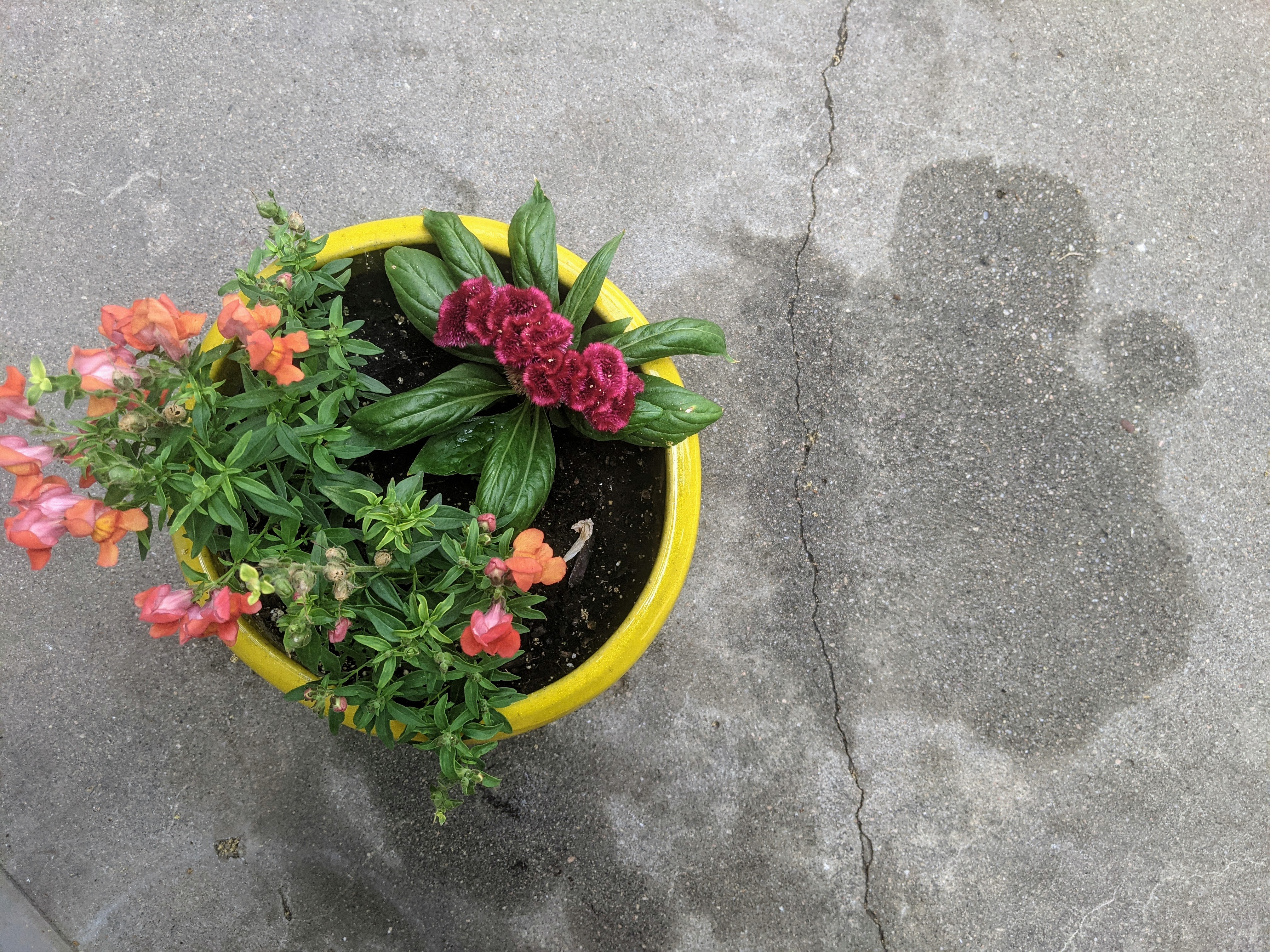 Photo of flower pot next to oil stain on concrete