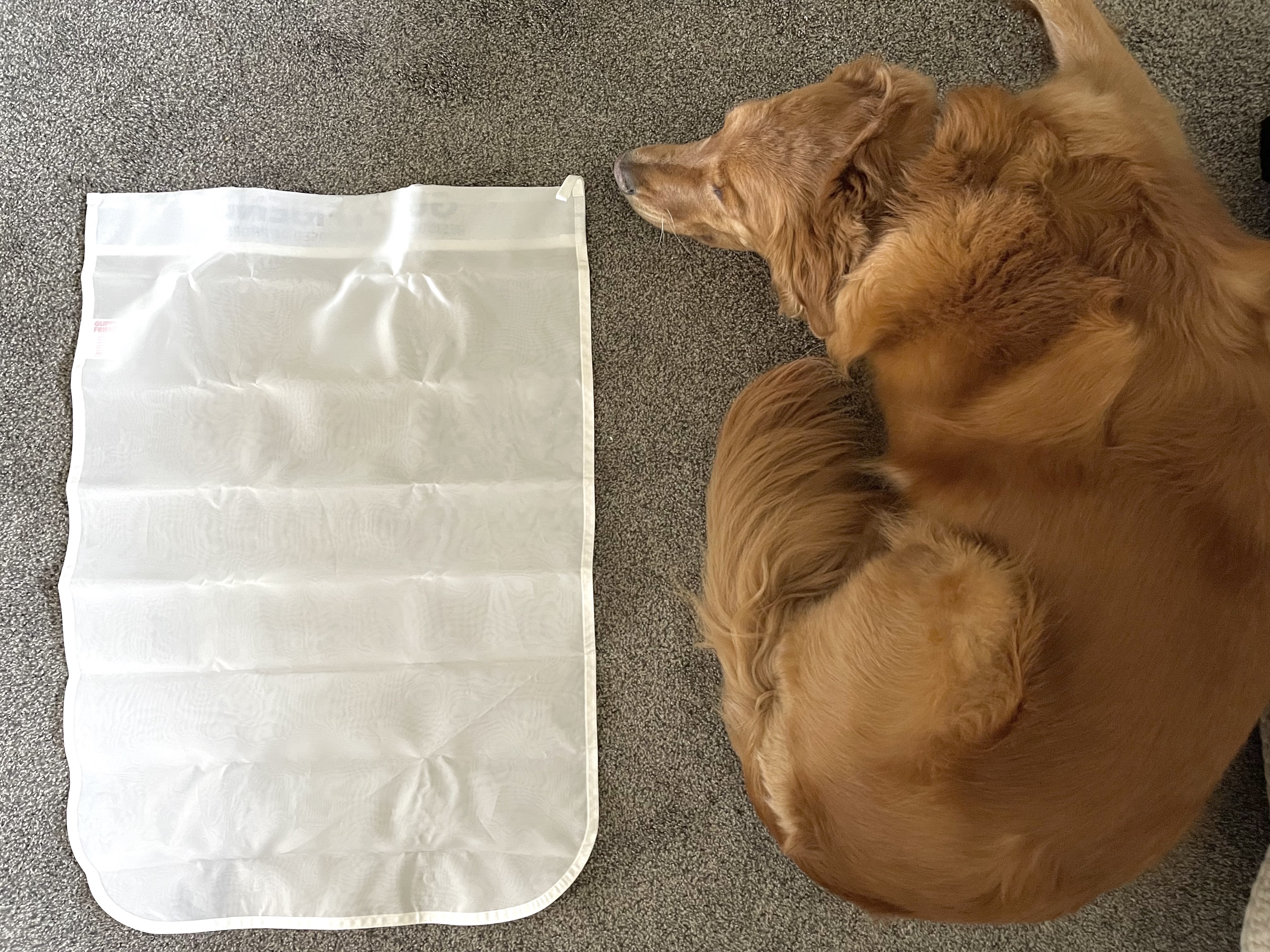 a cute golden retriever dog next to a large Guppyfriend mesh laundry bag