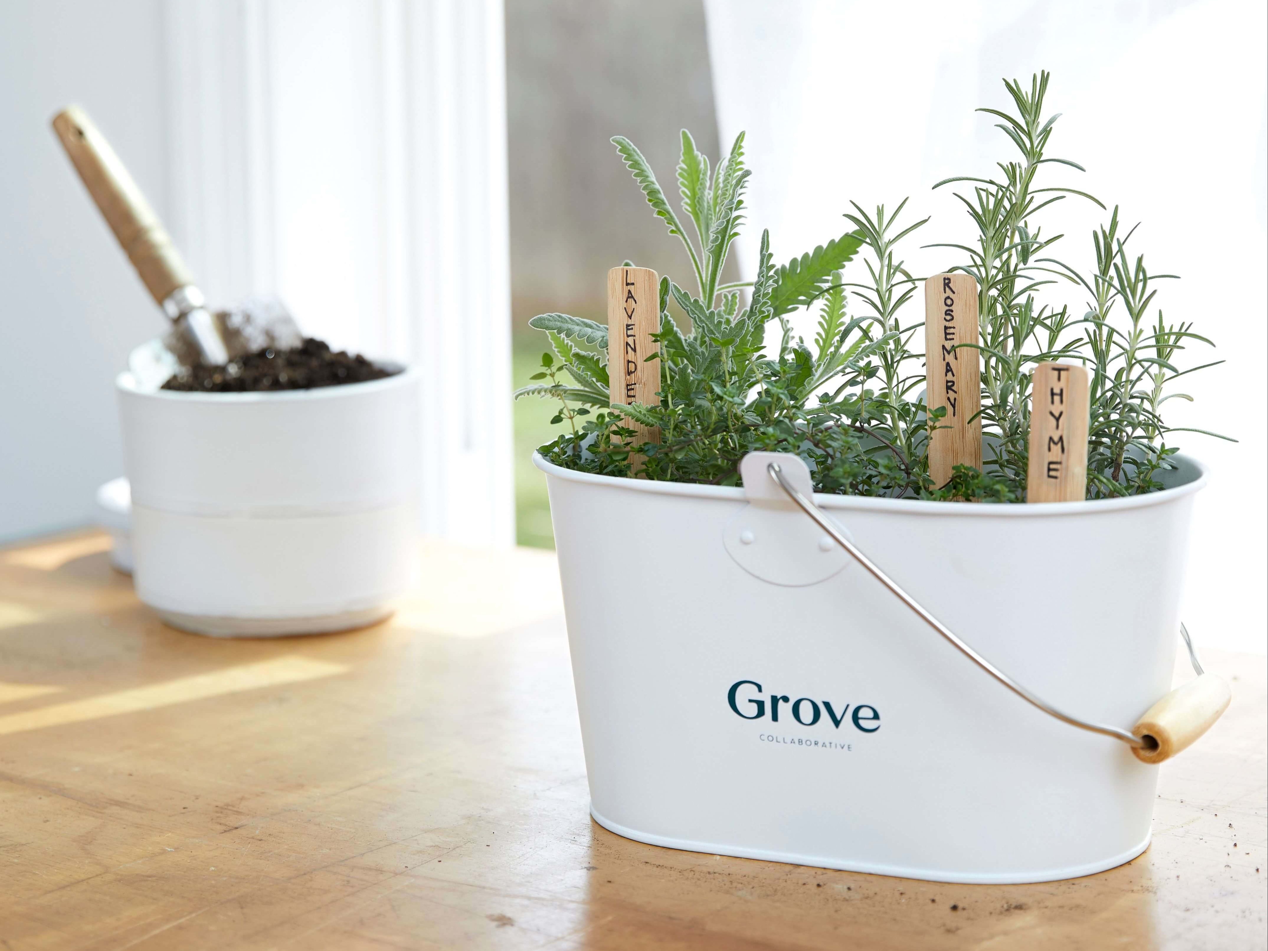 Image of herbs growing in white Grove Collaborative caddy with white pot of soil and shovel in background