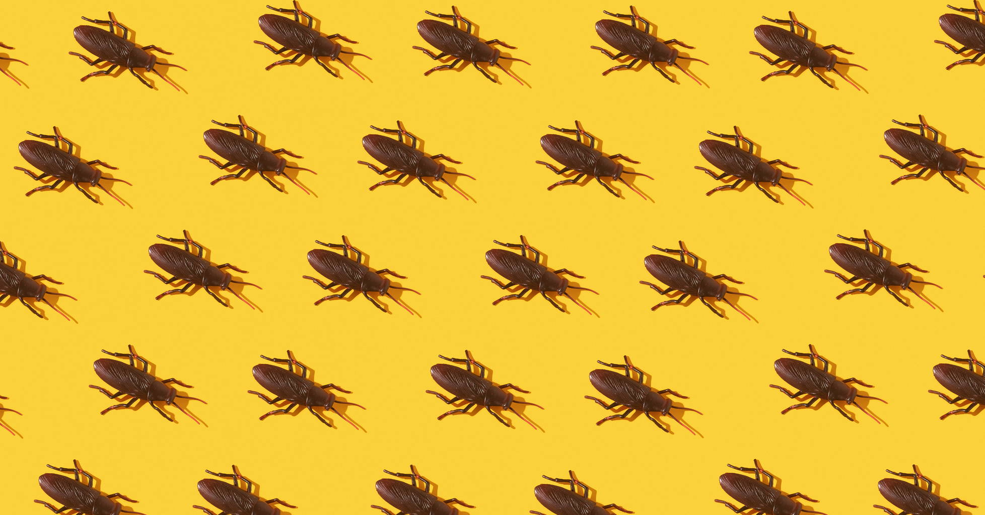 Getting Rid of Flies in Your House: Croach Pest Control Blog