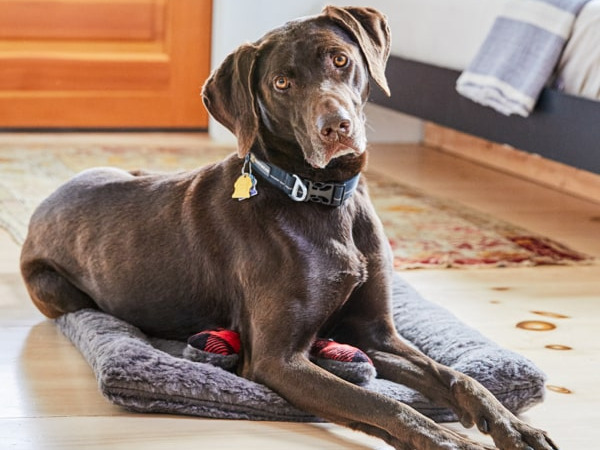 what to do if dog poops on carpet
