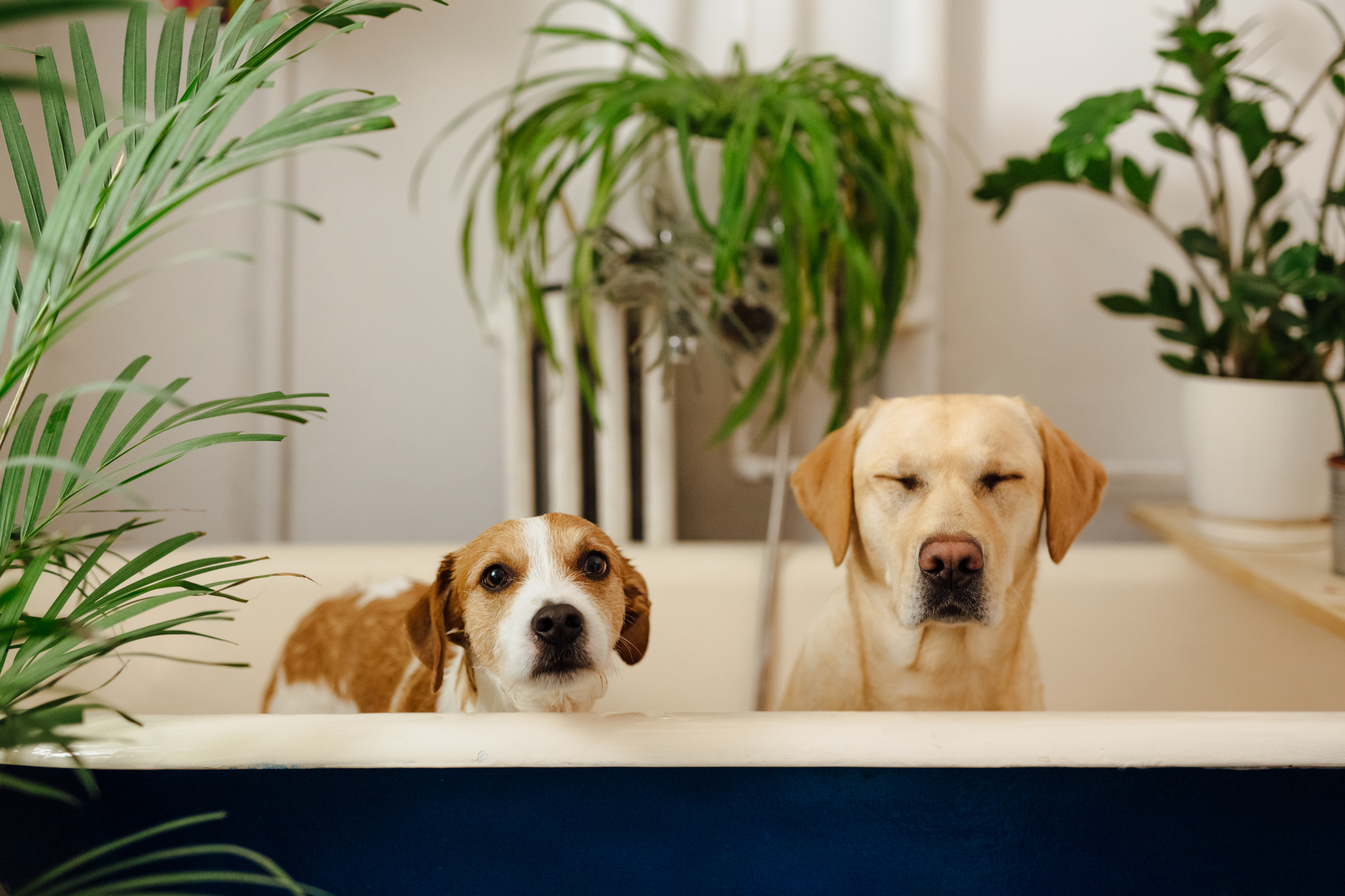 can humans use dog tick shampoo