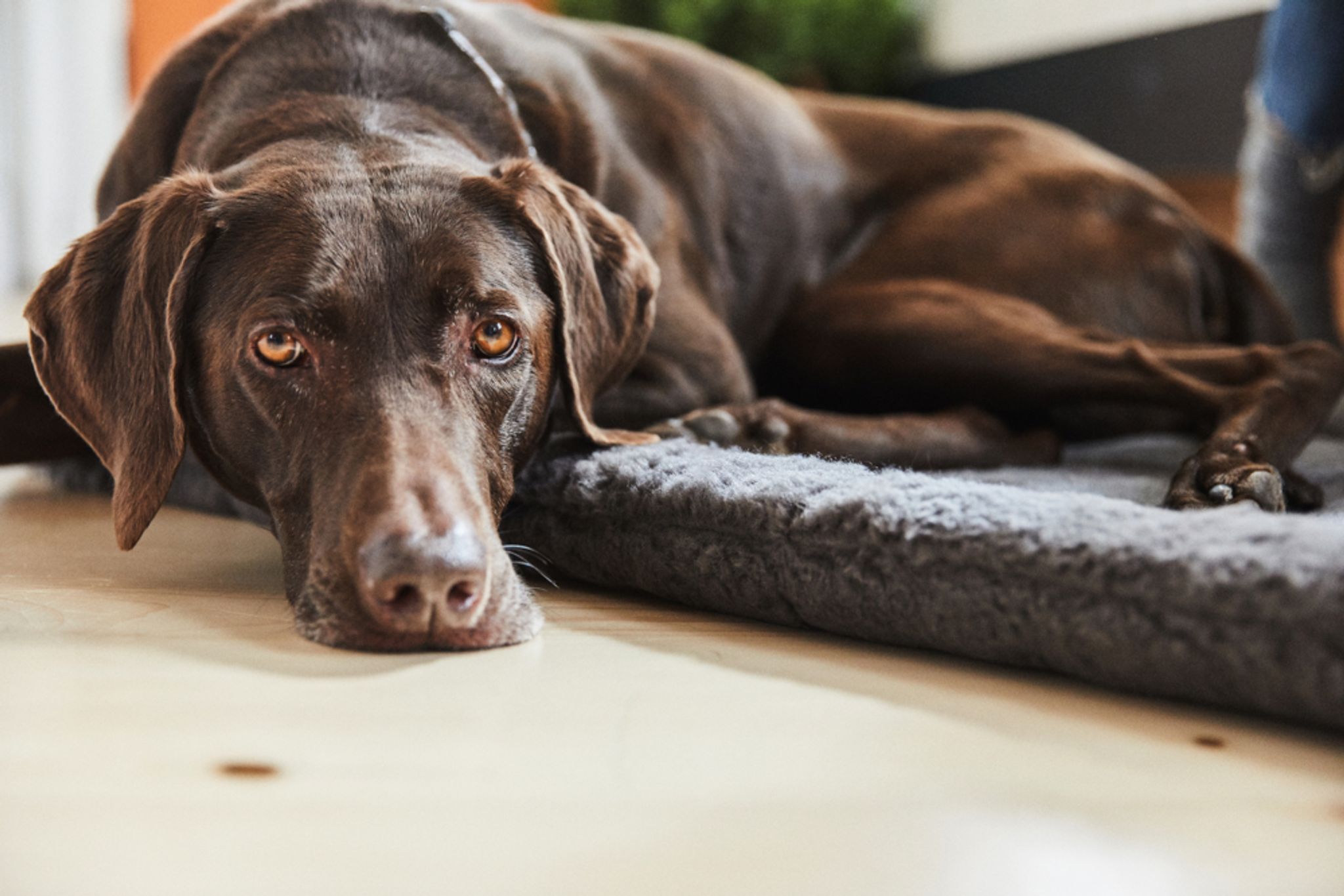 Can Dogs Tell When U Are Sad