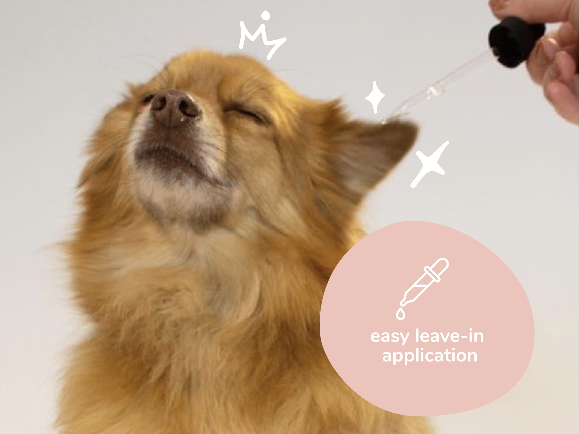 Image of chihuahua getting ear drops put in ear