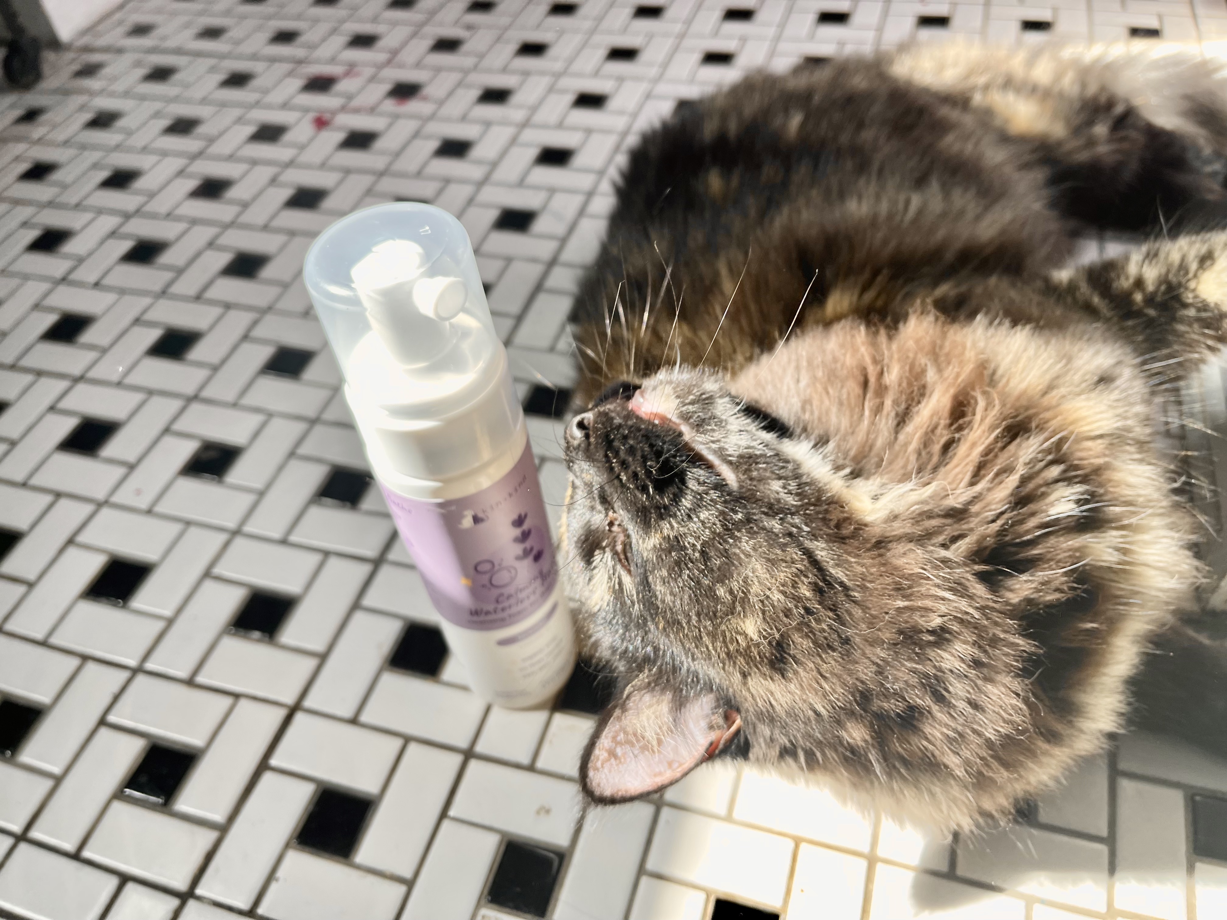 Gigi the cat next to a bottle of kin+kind’s Calming Lavender Waterless Bath for pets