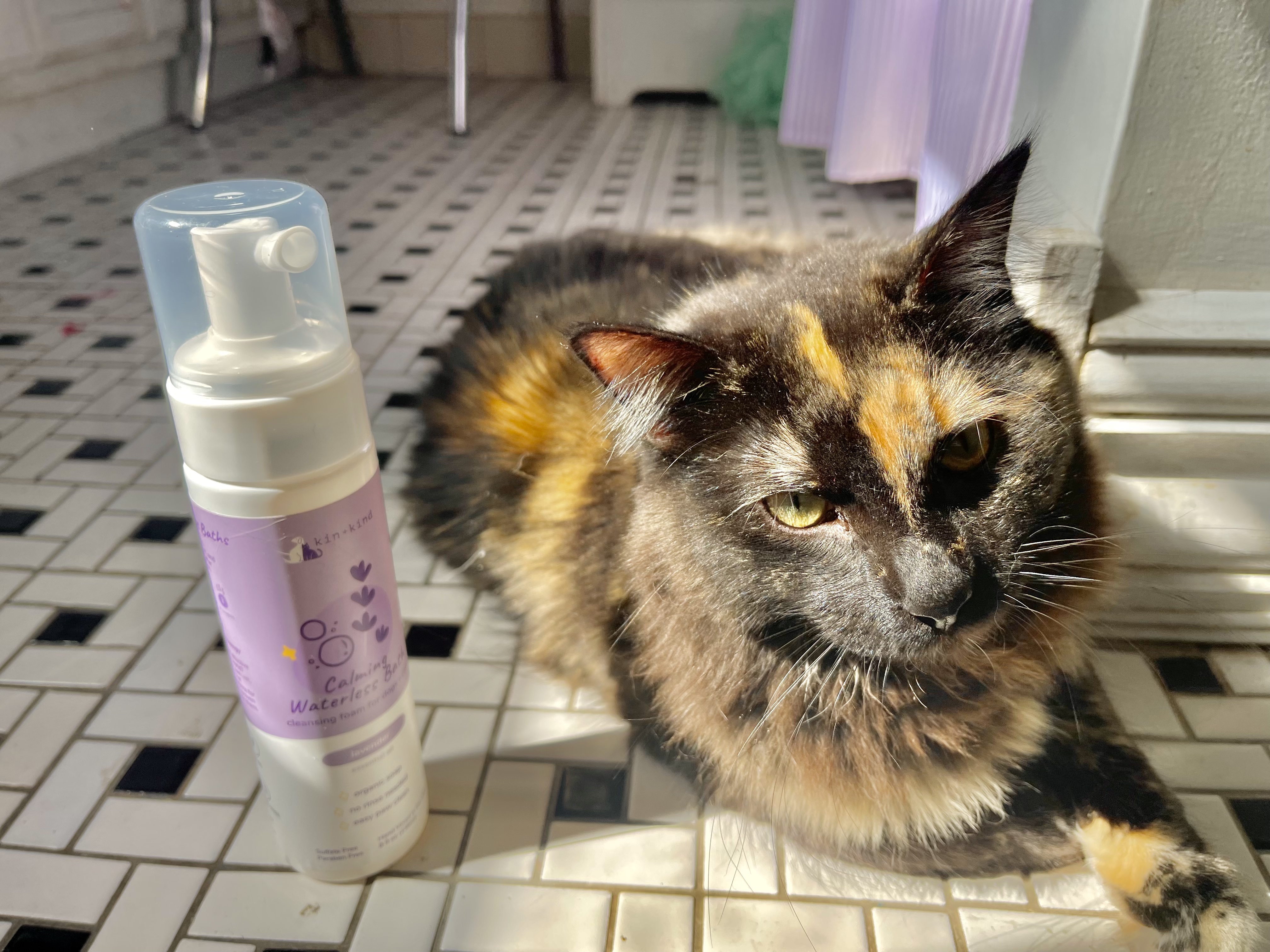 Gigi the cat posing next to a bottle of waterless pet shampoo