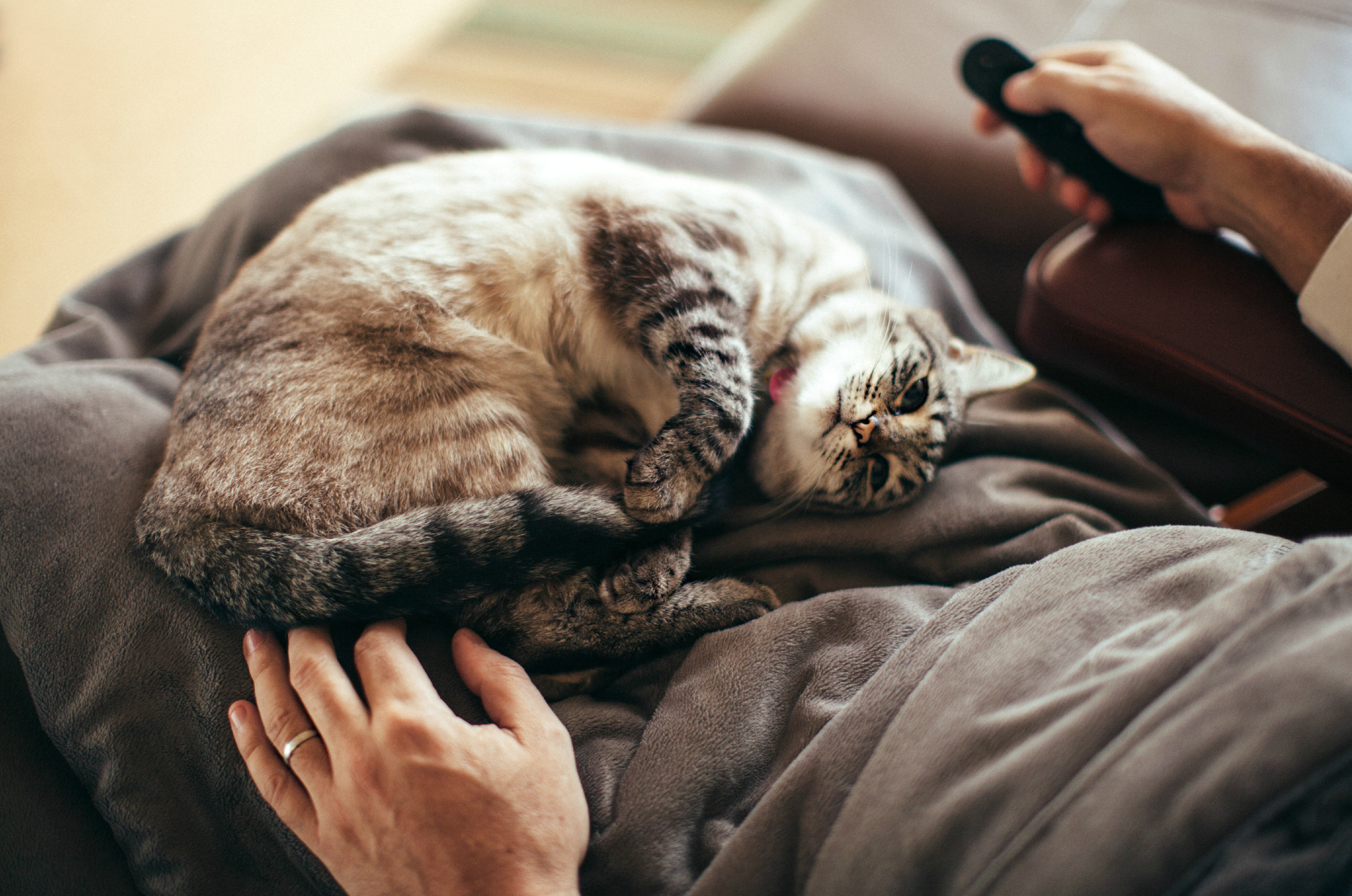 Cat Adoption: A Guide to Bringing Home an Adult Cat