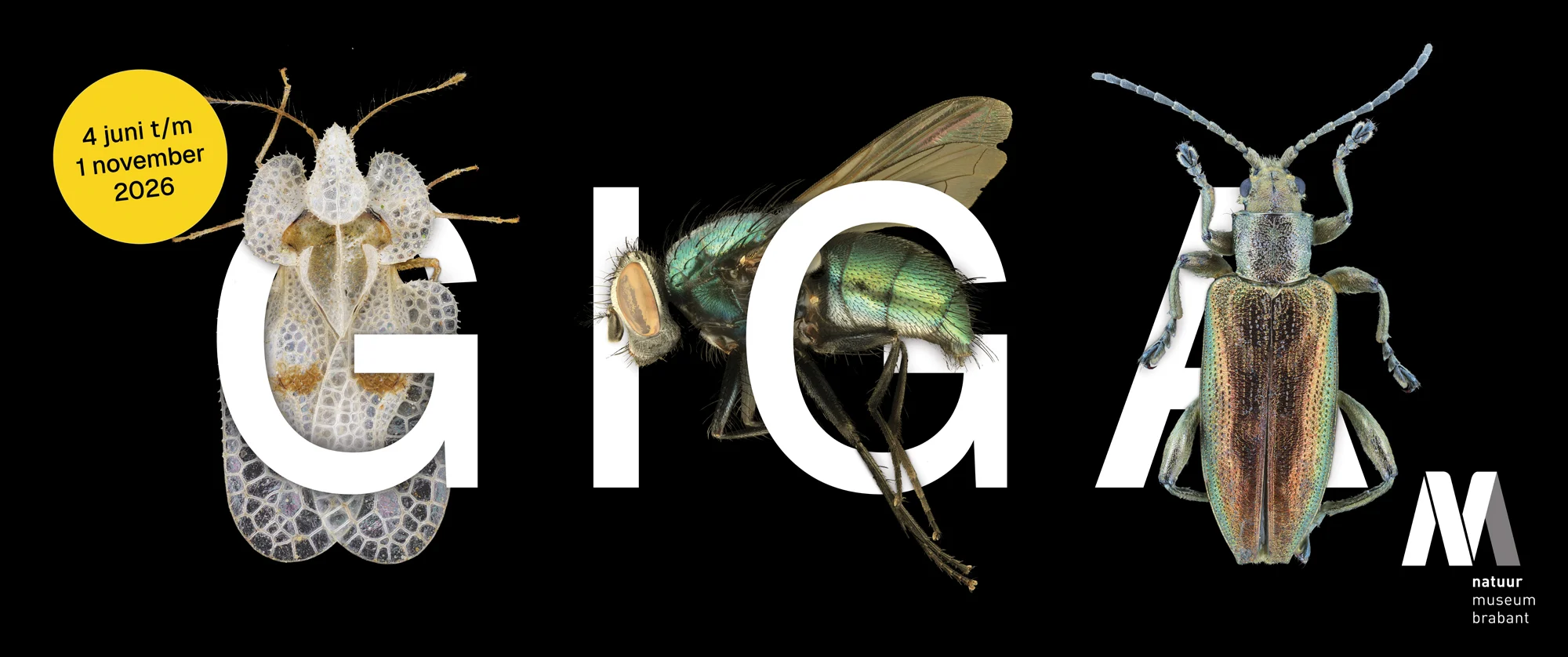 FOTO Gigantische insecten in Natuurmuseum Brabant