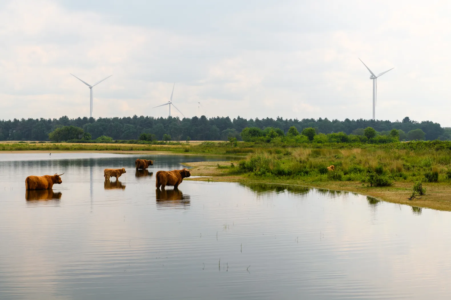 De Moer nature Jostijn Ligtvoet