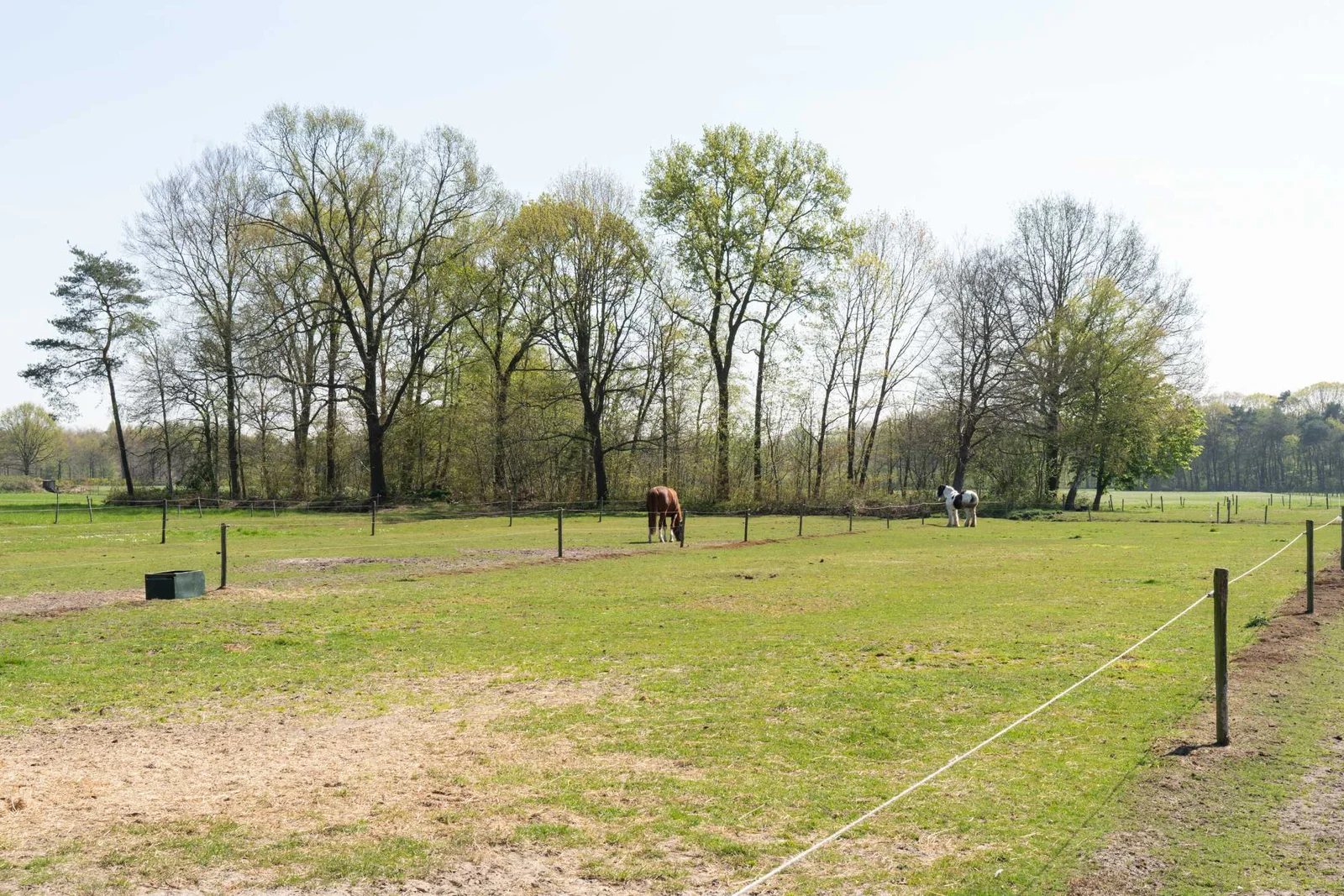 Paarden-in-de-wei