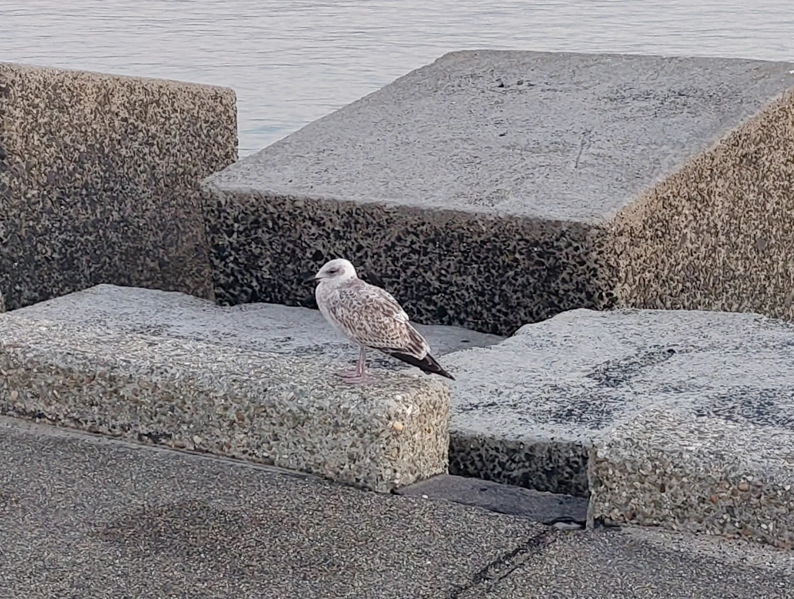 collectief it is part of an ensemble