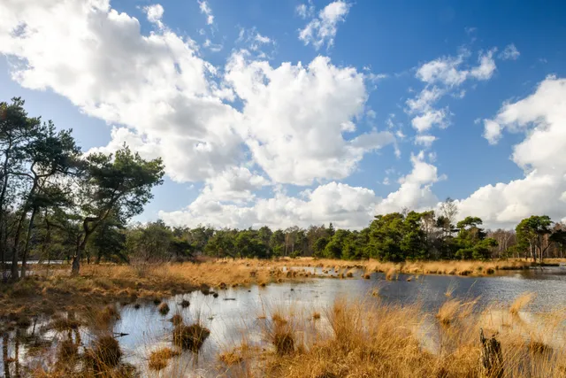 Regte Heide nature Jostijn Ligtvoet