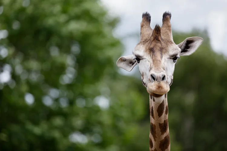 Safaripark Beekse Bergen-1