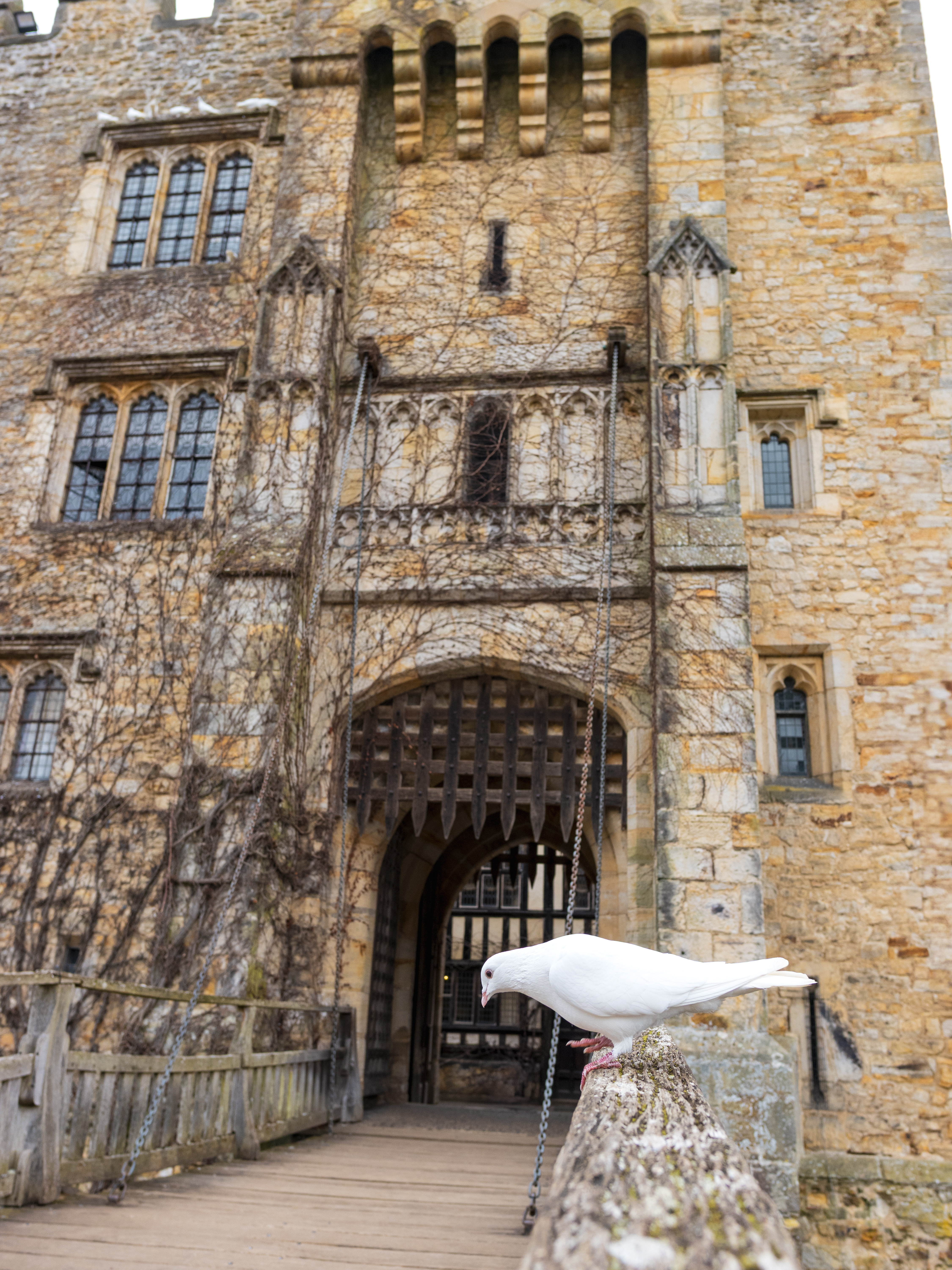 The Feathered Fortress