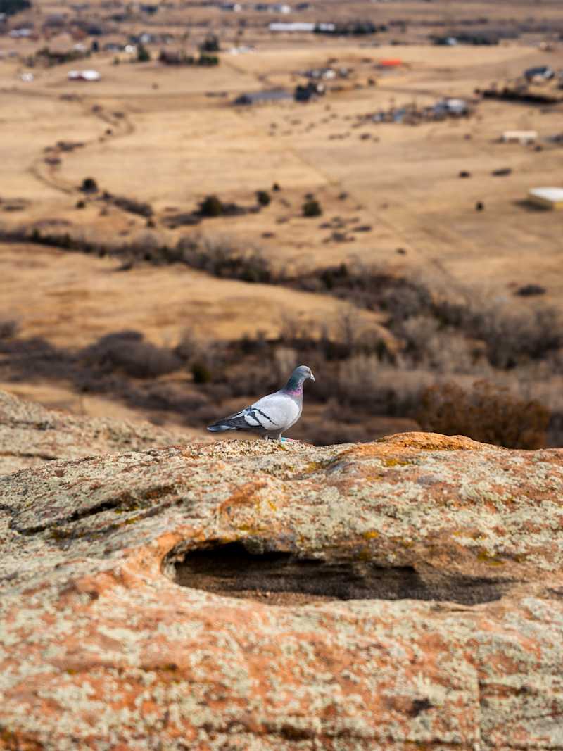 Pigeon on a Cliff