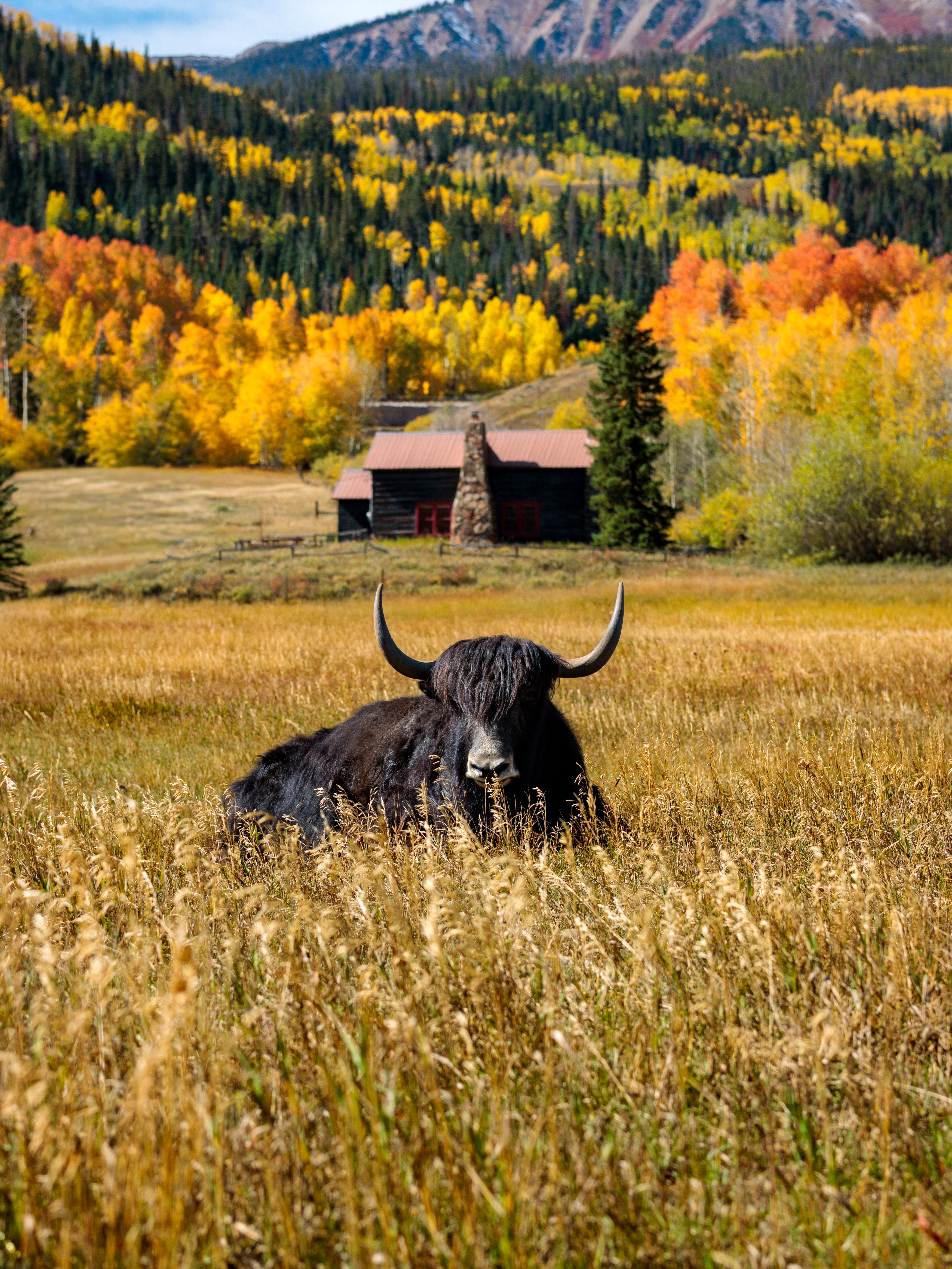 Autumn Yak