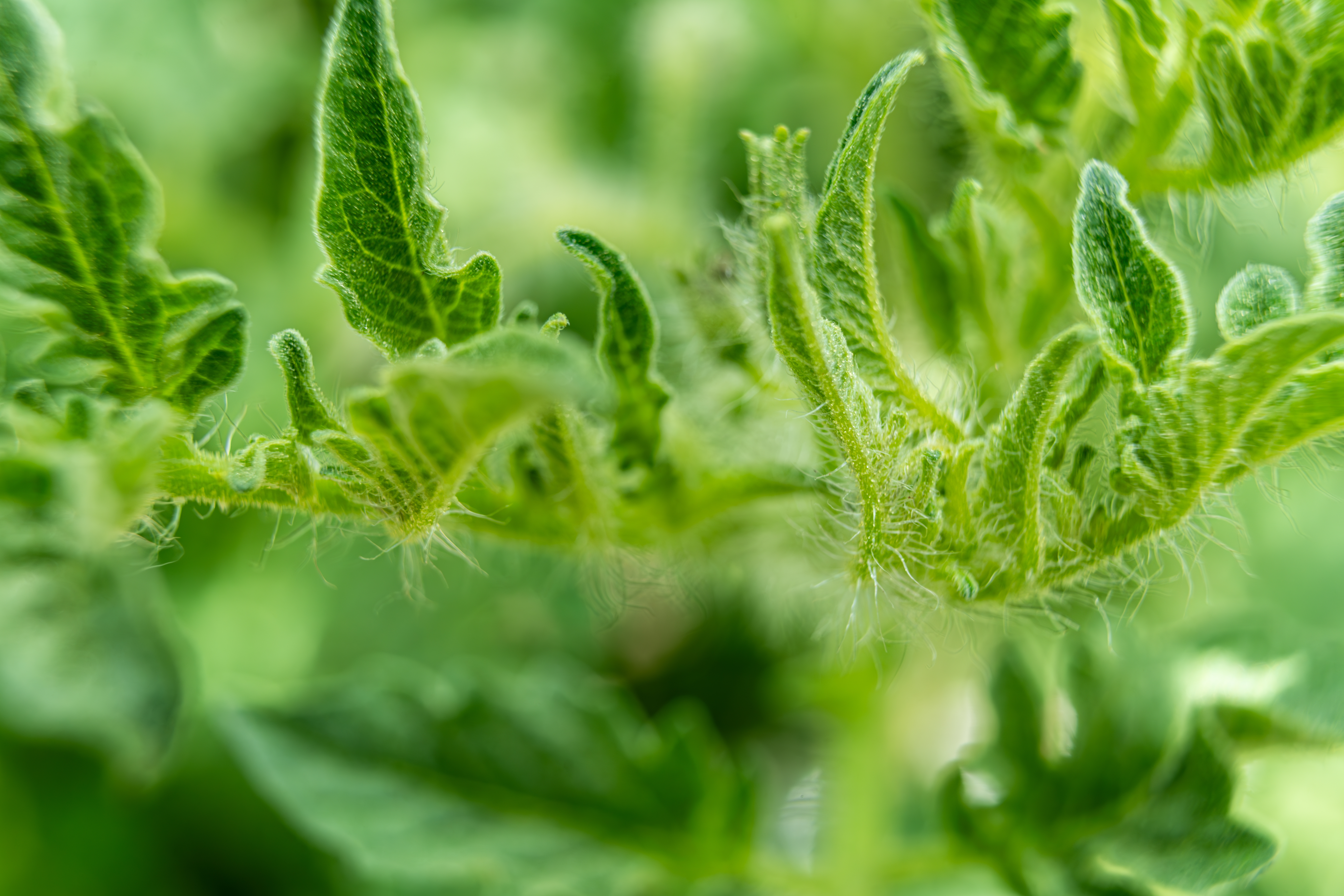 L4 - Anatomy of a Good Prompt: Essential Elements for Crafting Effective Inputs