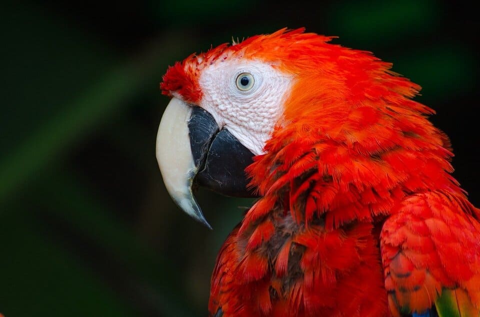 amon-parrot