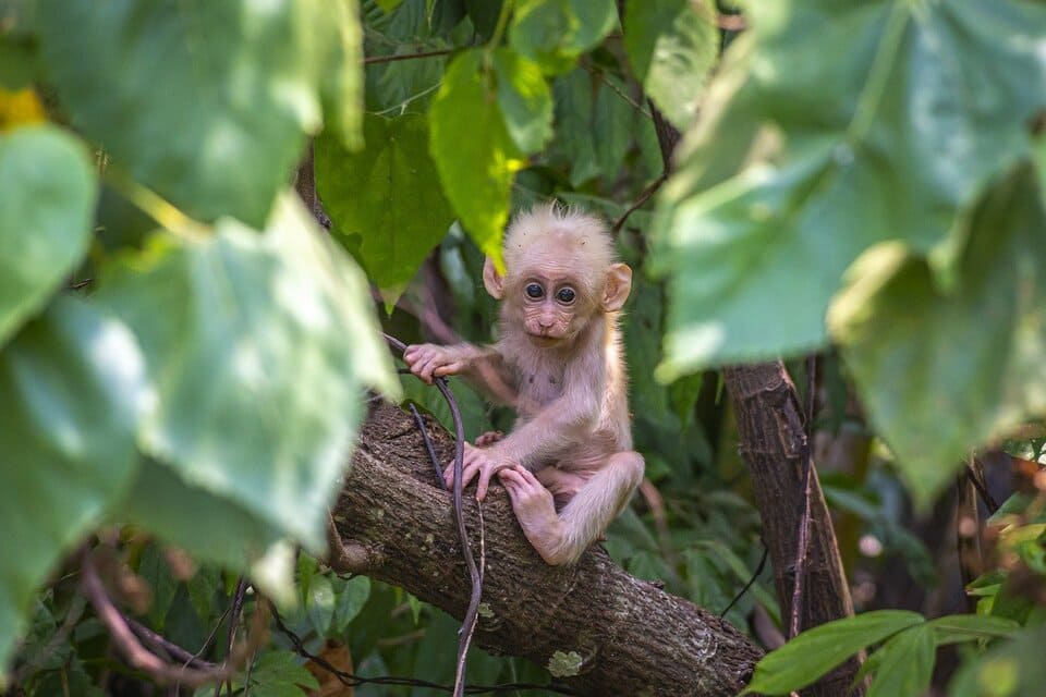 amon-monkey