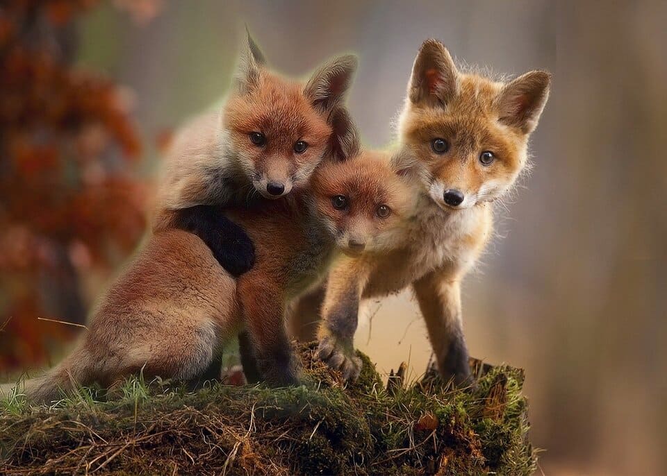 amon-fox