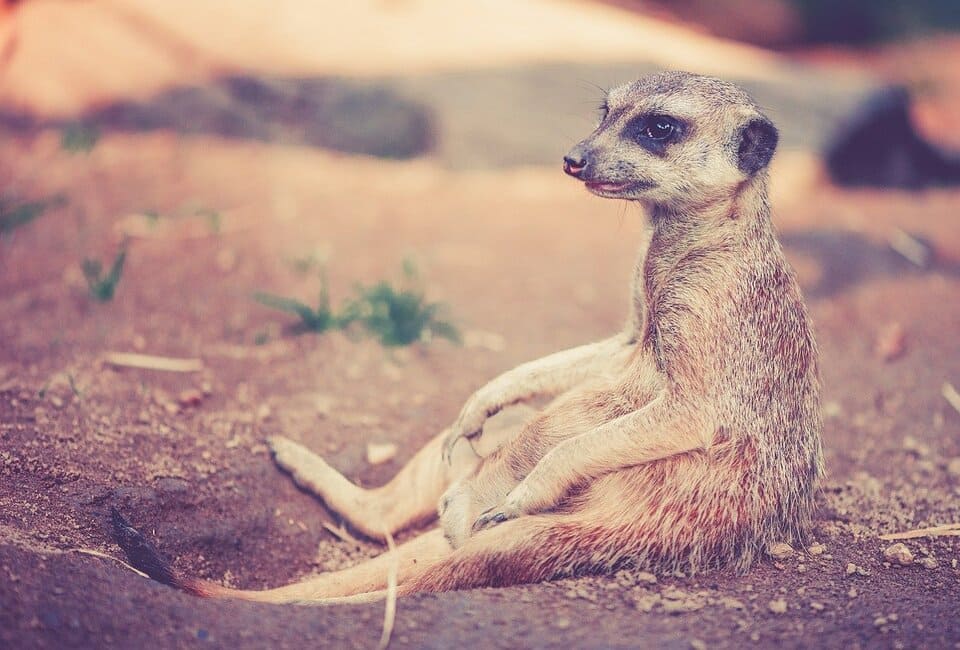 amon-meerkat