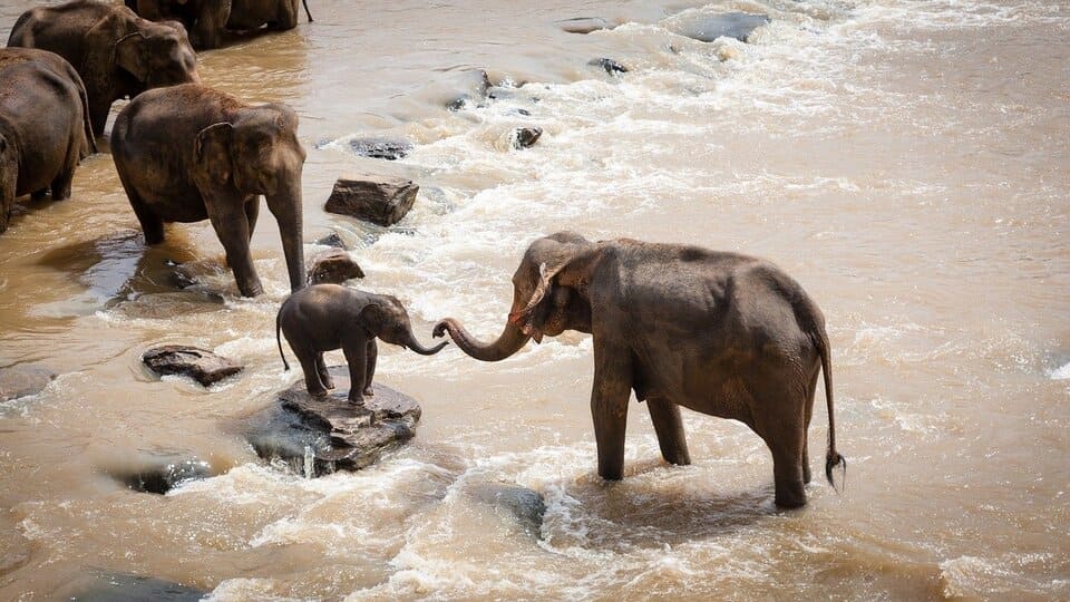 amon-elephants