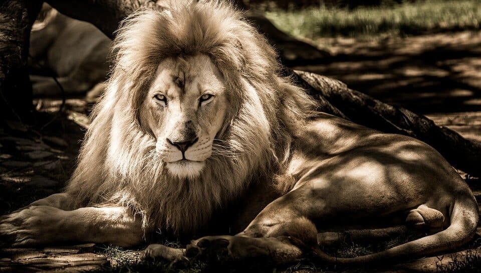 amon-lion