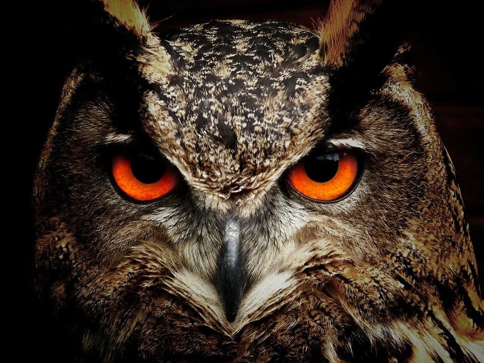 amon-owl
