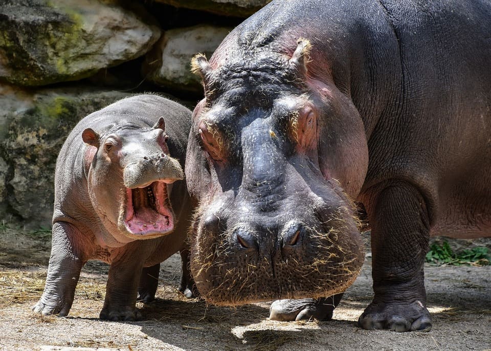 amon-hippopotamus