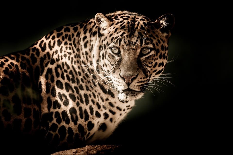 amon-wildlife
