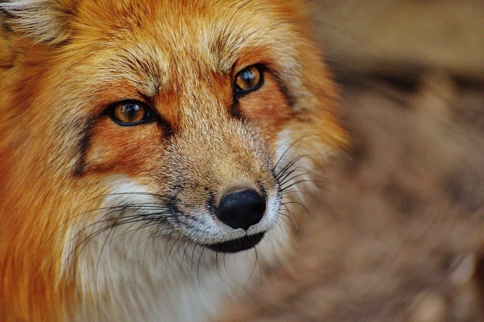 amon-red-fox