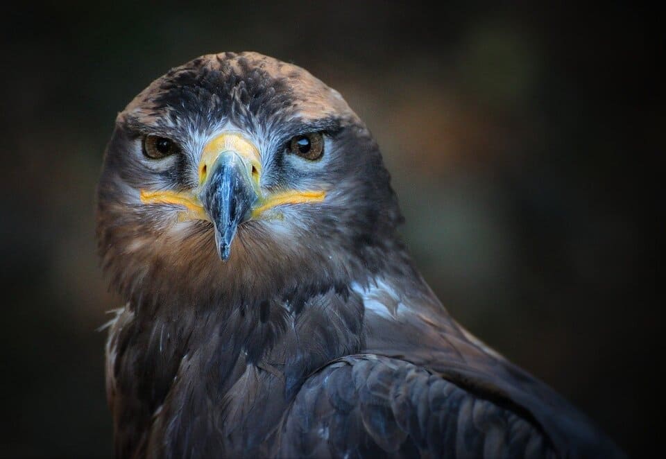 amon-eagle