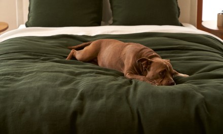 Dog on evergreen bed